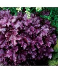 Heuchera hybrida Forever  Purple